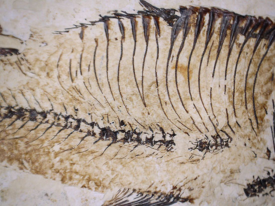 三匹並んだ姿が面白い！ニシン科魚化石ゴシウティクティス（Gosiutichthys parvus）の群集標本（その11）