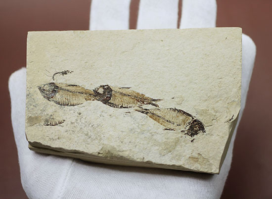 三匹並んだ姿が面白い！ニシン科魚化石ゴシウティクティス（Gosiutichthys parvus）の群集標本（その7）