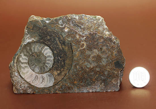 色合いが面白い。イングランド産アンモナイト、アステロセラス（Asteroceras blakei）。母岩がスタンドになるタイプ。（その10）