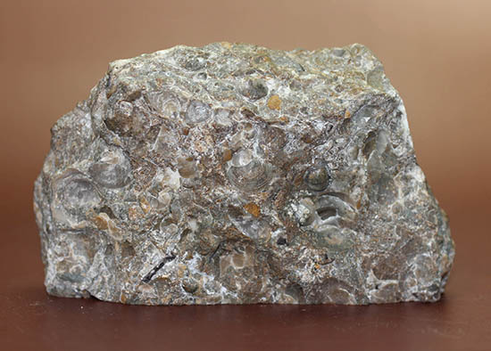色合いが面白い。イングランド産アンモナイト、アステロセラス（Asteroceras blakei）。母岩がスタンドになるタイプ。（その7）