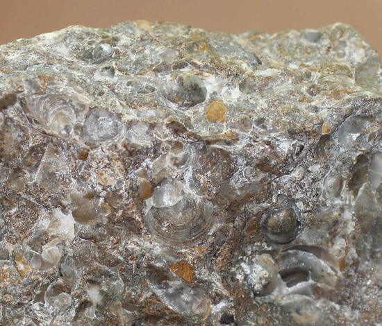 色合いが面白い。イングランド産アンモナイト、アステロセラス（Asteroceras blakei）。母岩がスタンドになるタイプ。（その8）