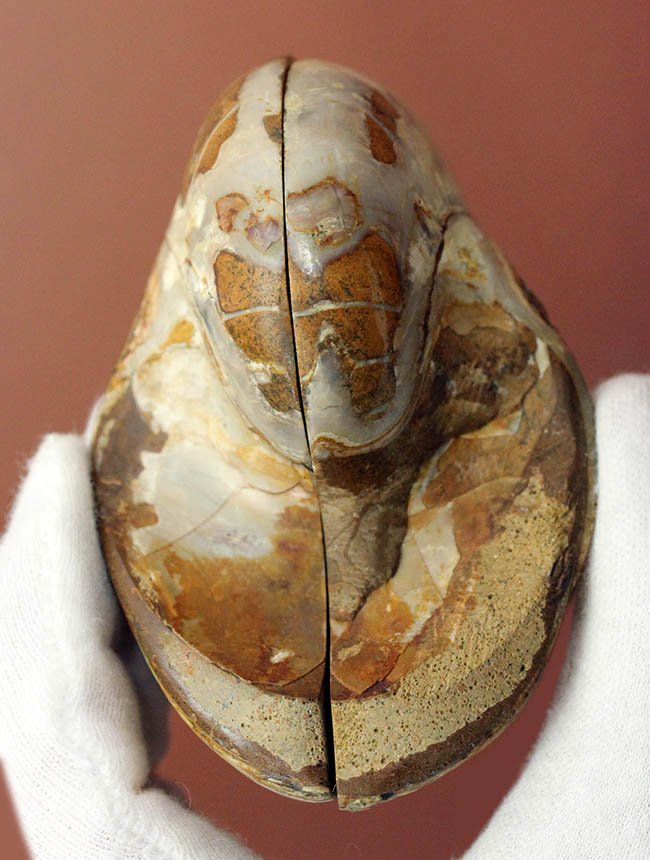 美しい模様、マダガスカル産、白亜紀オウムガイ（Nautilus）の化石のカット標本（その6）