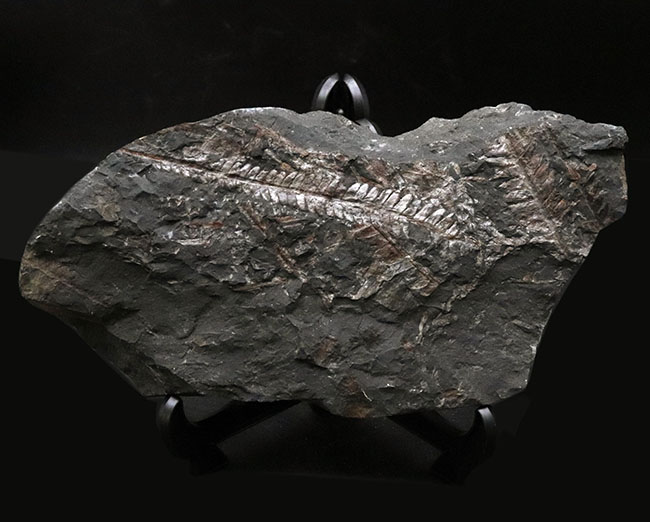 米国ペンシルバニア州産の石炭紀のシダの葉の群集化石（その1）
