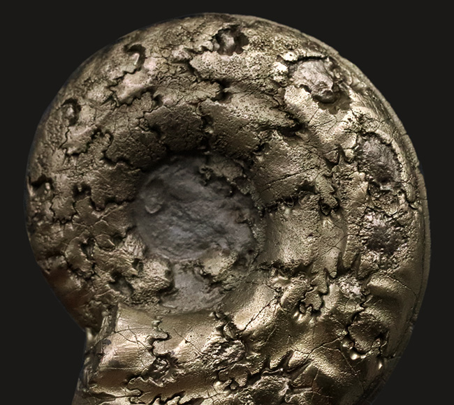 ビッグサイズ！フランス・アヴェイロン地方で発見されたジュラ紀の黄鉄鉱化アンモナイト、ヒルドセラス（Hildoceras）（その6）