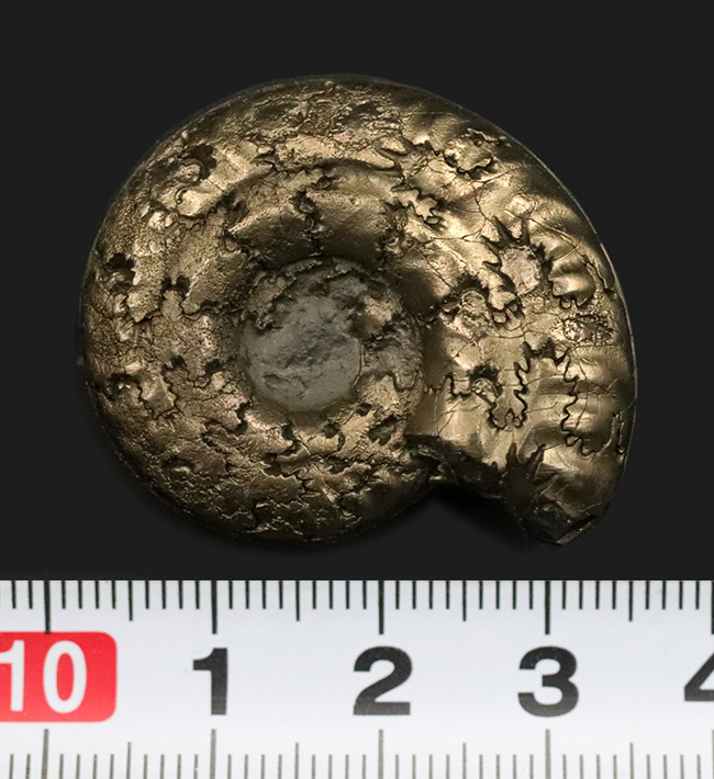 ビッグサイズ！フランス・アヴェイロン地方で発見されたジュラ紀の黄鉄鉱化アンモナイト、ヒルドセラス（Hildoceras）（その8）