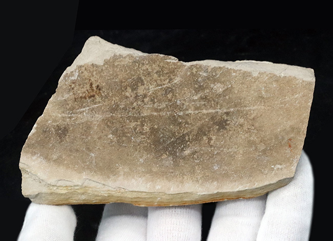 中東はレバノン共和国のハジュラで採集された白亜紀のエビの全身化石（その4）
