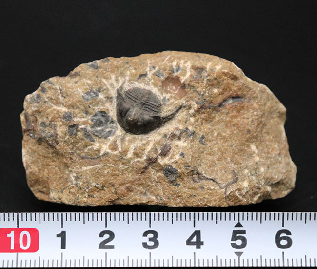 他のどの三葉虫ともに似ていない独特のフォルムが特徴的なオンニア（Onnia）の化石（その6）