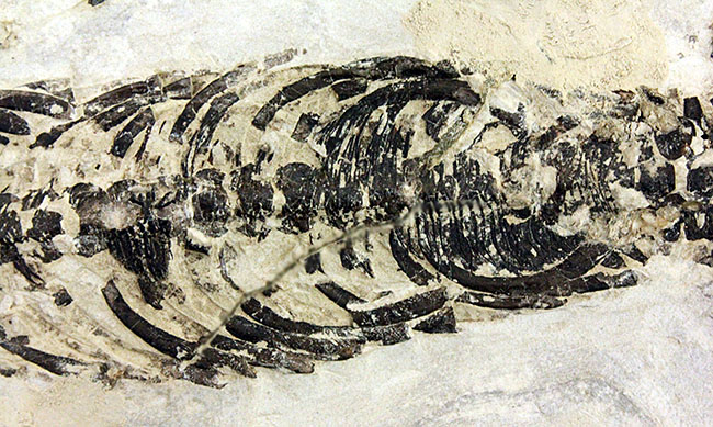 化石コレクター憧れの標本、ブラジル産古生代ペルム紀の爬虫類、メソサウルス（Mesosaurus sp.）の全身骨格（その14）