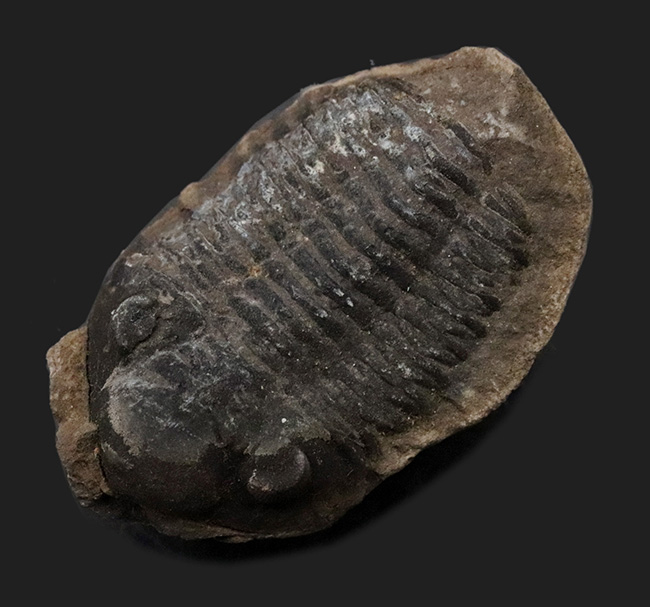 複眼の保存状態にご注目！珍しいボリビア産の三葉虫、ファコプス（Phacops）の化石（その1）