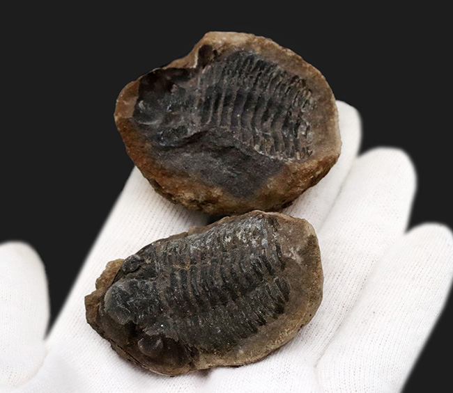 複眼の保存状態にご注目！珍しいボリビア産の三葉虫、ファコプス（Phacops）の化石（その2）
