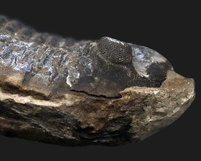 複眼の保存状態にご注目！珍しいボリビア産の三葉虫、ファコプス（Phacops）の化石（その4）