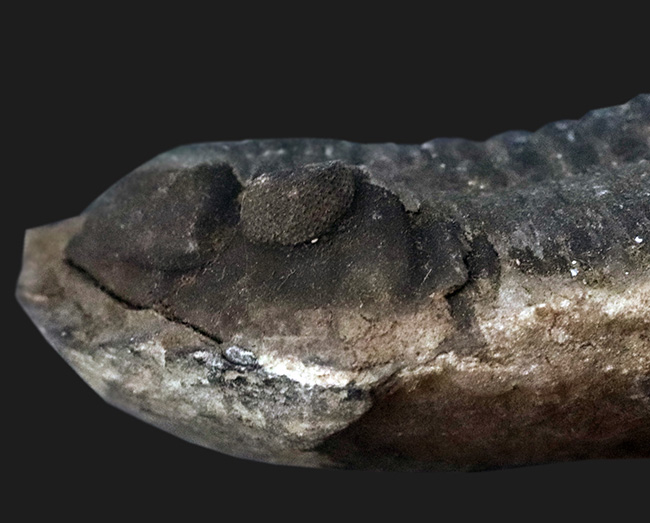 複眼の保存状態にご注目！珍しいボリビア産の三葉虫、ファコプス（Phacops）の化石（その5）