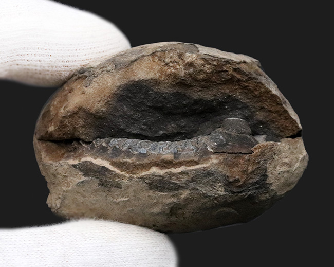 複眼の保存状態にご注目！珍しいボリビア産の三葉虫、ファコプス（Phacops）の化石（その6）