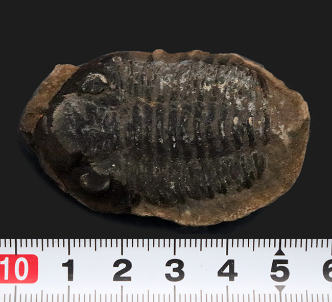 複眼の保存状態にご注目！珍しいボリビア産の三葉虫、ファコプス（Phacops）の化石（その7）