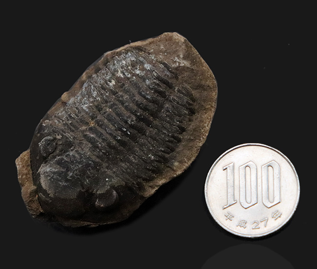 複眼の保存状態にご注目！珍しいボリビア産の三葉虫、ファコプス（Phacops）の化石（その8）