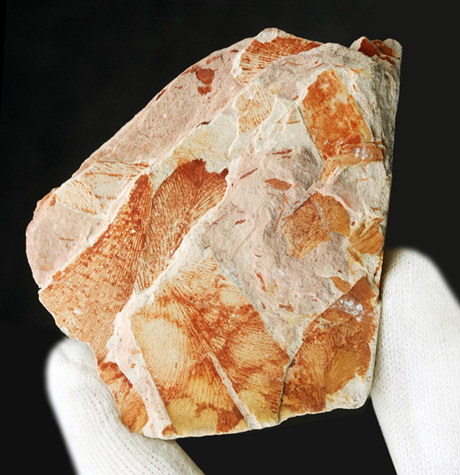 大陸移動説の証拠の一つ、かつてゴンドワナ大陸で繁栄していたグロッソプテリス（Glossopteris brawnia）の群集化石（その2）