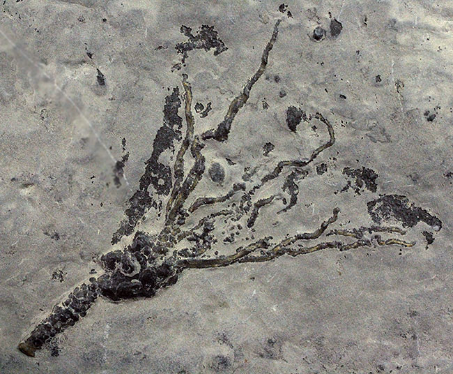 上質かつ希少、カンブリア紀に棲息していた、ごく初期の棘皮動物エオクリノイド、Gogia sp.の化石（その10）