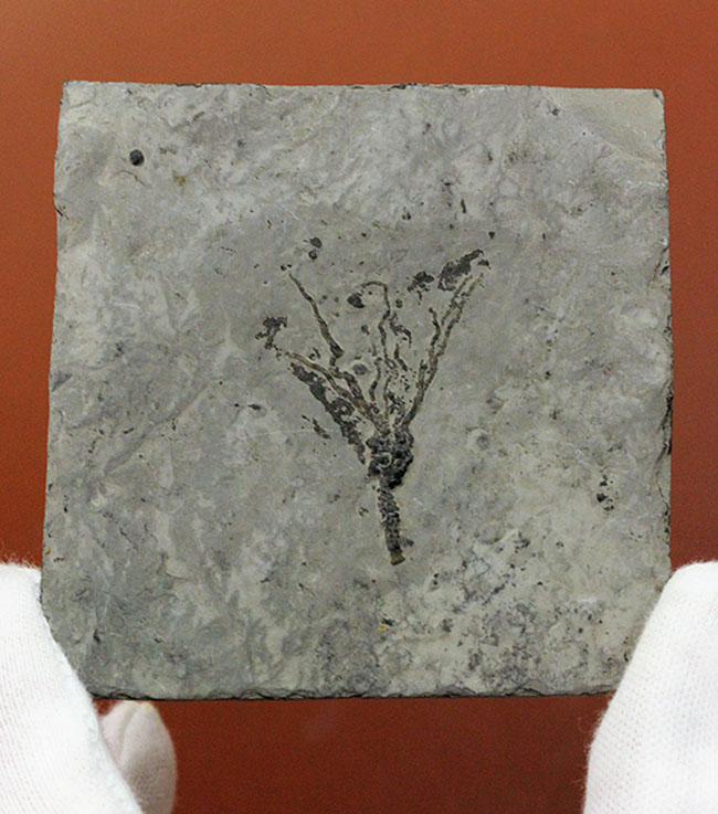 上質かつ希少、カンブリア紀に棲息していた、ごく初期の棘皮動物エオクリノイド、Gogia sp.の化石（その11）