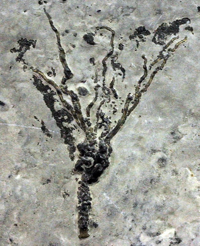 上質かつ希少、カンブリア紀に棲息していた、ごく初期の棘皮動物エオクリノイド、Gogia sp.の化石（その2）