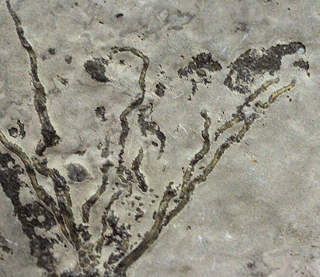 上質かつ希少、カンブリア紀に棲息していた、ごく初期の棘皮動物エオクリノイド、Gogia sp.の化石（その7）