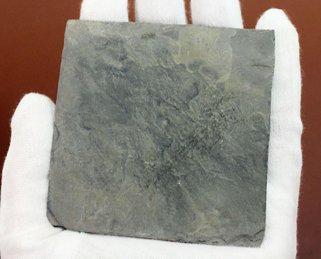 上質かつ希少、カンブリア紀に棲息していた、ごく初期の棘皮動物エオクリノイド、Gogia sp.の化石（その8）