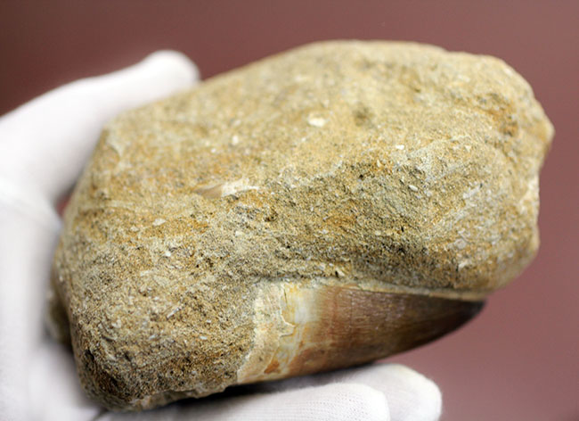 プレゼント品にいかが？天然産状そのままに母岩付き、白亜紀の海の覇者モササウルスの歯化石（その15）