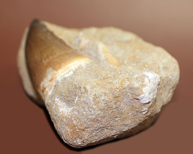 プレゼント品にいかが？天然産状そのままに母岩付き、白亜紀の海の覇者モササウルスの歯化石（その6）