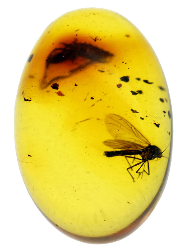 リトアニアンゴールド！およそ４０００万年前のキノコバエ科の虫が閉じ込められた虫入り琥珀（Amber）。バルト海産。（その3）