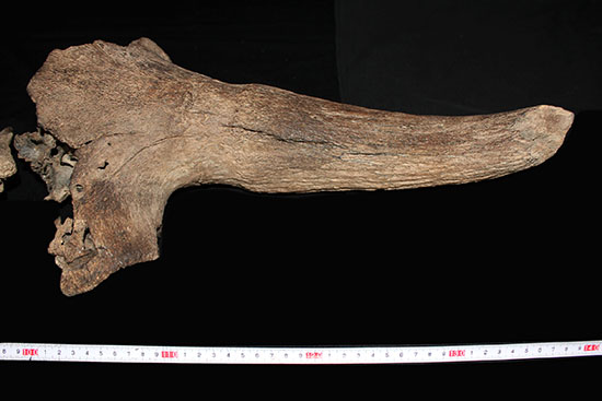 氷河期の北地を闊歩していた絶滅種ステップバイソンの頭部と巨大角２本の完品化石。（その19）