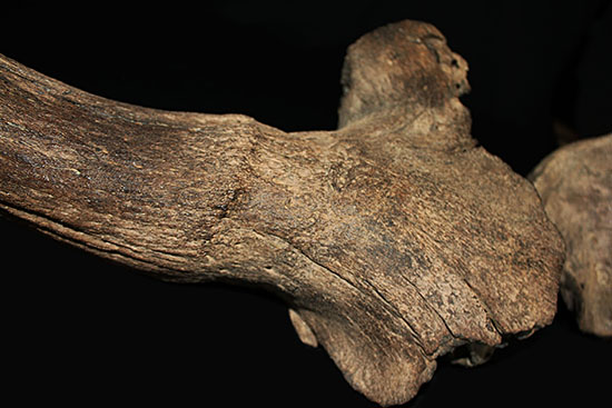 氷河期の北地を闊歩していた絶滅種ステップバイソンの頭部と巨大角２本の完品化石。（その4）