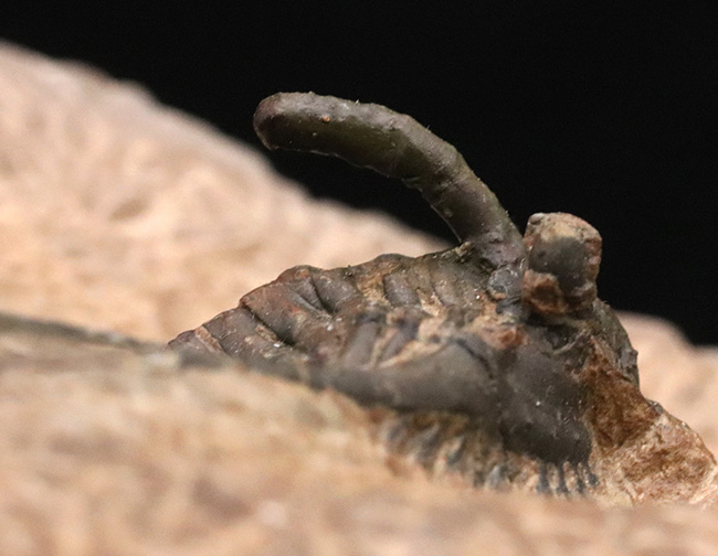 コレクターからコレクターへと引き継がれる希少標本！各部完全保存された極めて上質な三葉虫、ケッテネラスピス・プレシェリの標本（Kettneraspis prescheri）（その9）