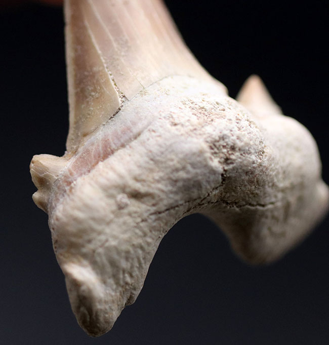 新世代古第三紀に棲息していた絶滅古代鮫、オトドゥス・オブリークスのパーフェクトな歯化石（その2）
