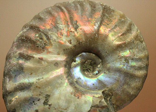 アンモナイトはなぜ螺旋状に成長するのか？マダガスカル産光るアンモナイト(Ammonite)（その1）
