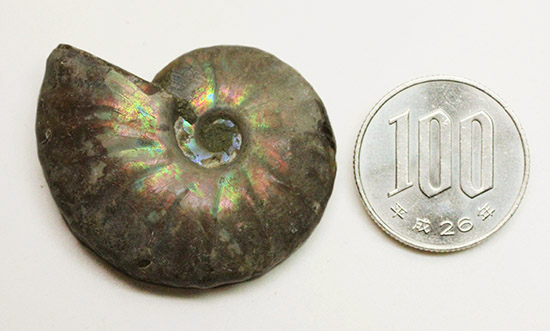 アンモナイトはなぜ螺旋状に成長するのか？マダガスカル産光るアンモナイト(Ammonite)（その10）