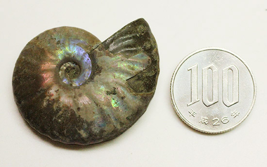 アンモナイトはなぜ螺旋状に成長するのか？マダガスカル産光るアンモナイト(Ammonite)（その11）