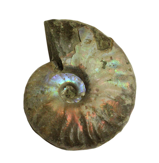 アンモナイトはなぜ螺旋状に成長するのか？マダガスカル産光るアンモナイト(Ammonite)（その2）