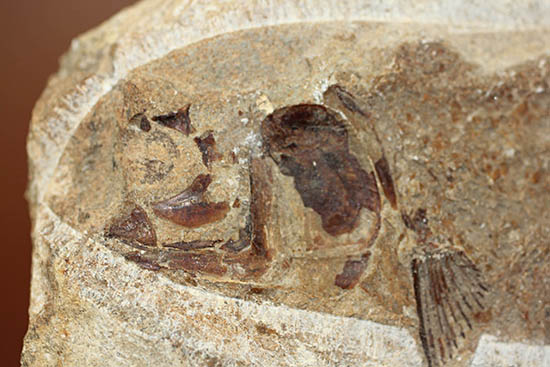 立派なノジュール、保存状態上等品、ブラジル産セアラ州産の硬骨魚類（こうこつぎょるい）の化石（その10）