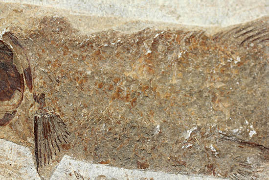 立派なノジュール、保存状態上等品、ブラジル産セアラ州産の硬骨魚類（こうこつぎょるい）の化石（その11）