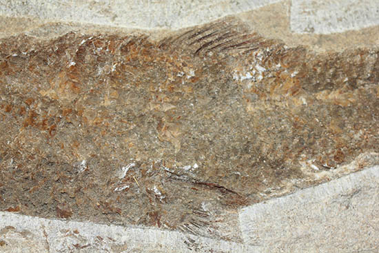 立派なノジュール、保存状態上等品、ブラジル産セアラ州産の硬骨魚類（こうこつぎょるい）の化石（その13）