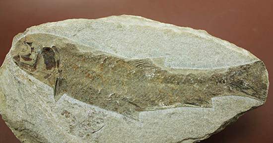 立派なノジュール、保存状態上等品、ブラジル産セアラ州産の硬骨魚類（こうこつぎょるい）の化石（その15）