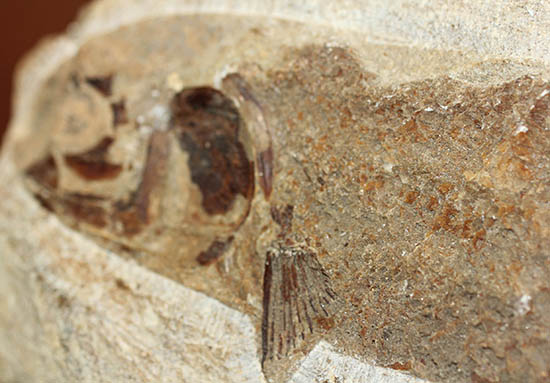 立派なノジュール、保存状態上等品、ブラジル産セアラ州産の硬骨魚類（こうこつぎょるい）の化石（その17）