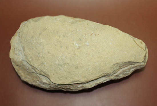 立派なノジュール、保存状態上等品、ブラジル産セアラ州産の硬骨魚類（こうこつぎょるい）の化石（その18）