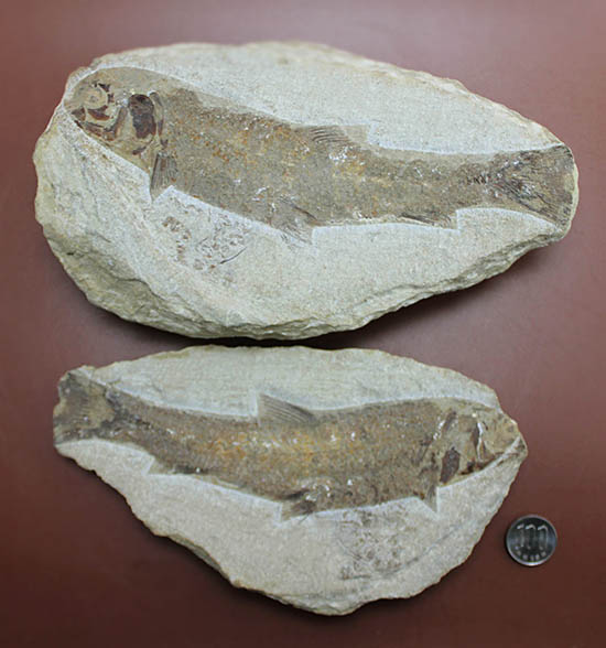 立派なノジュール、保存状態上等品、ブラジル産セアラ州産の硬骨魚類（こうこつぎょるい）の化石（その19）