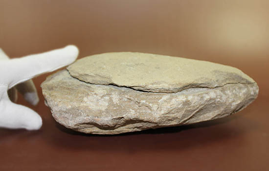 立派なノジュール、保存状態上等品、ブラジル産セアラ州産の硬骨魚類（こうこつぎょるい）の化石（その3）