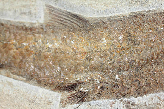 立派なノジュール、保存状態上等品、ブラジル産セアラ州産の硬骨魚類（こうこつぎょるい）の化石（その6）