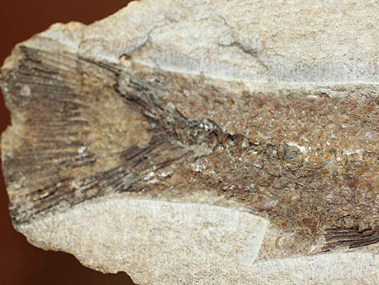 立派なノジュール、保存状態上等品、ブラジル産セアラ州産の硬骨魚類（こうこつぎょるい）の化石（その7）