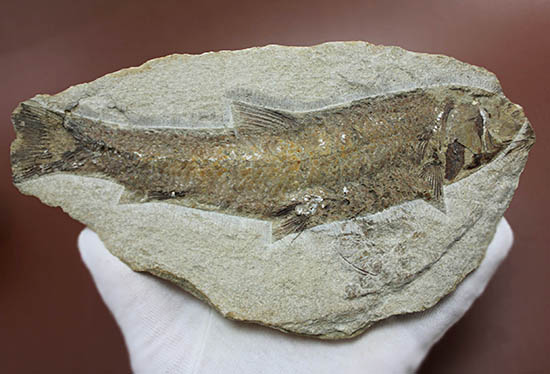 立派なノジュール、保存状態上等品、ブラジル産セアラ州産の硬骨魚類（こうこつぎょるい）の化石（その8）