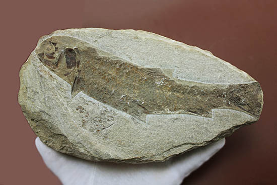 立派なノジュール、保存状態上等品、ブラジル産セアラ州産の硬骨魚類（こうこつぎょるい）の化石（その9）