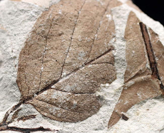 マニアックシリーズ！兵庫県産マンサク科フォザギラ（Fothergilla）の木の葉化石（その11）