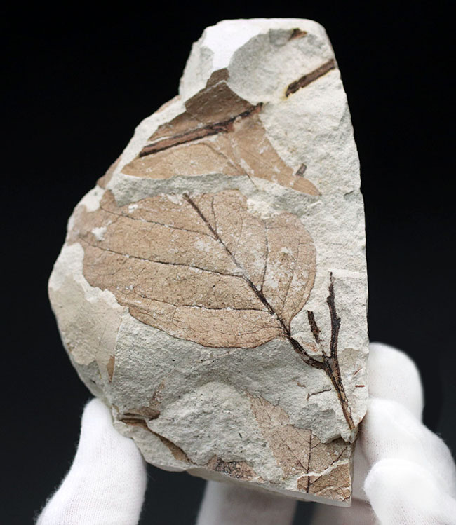 マニアックシリーズ！兵庫県産マンサク科フォザギラ（Fothergilla）の木の葉化石（その2）